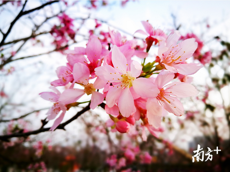 樱花大团大团绽放。