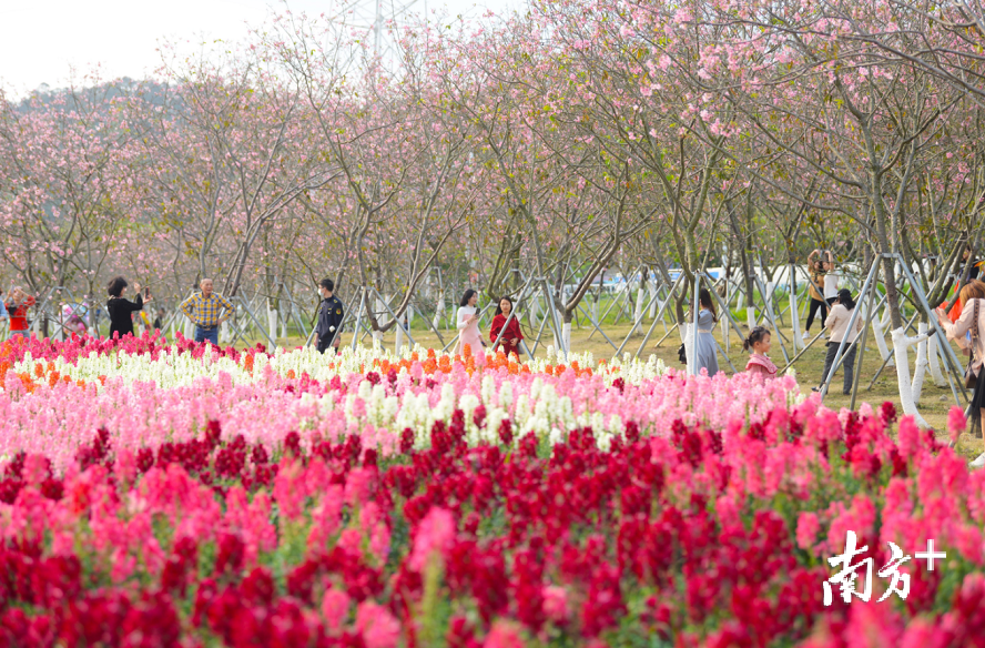 不独樱花，五彩斑斓的其他鲜花也在春光中绽放盛开。