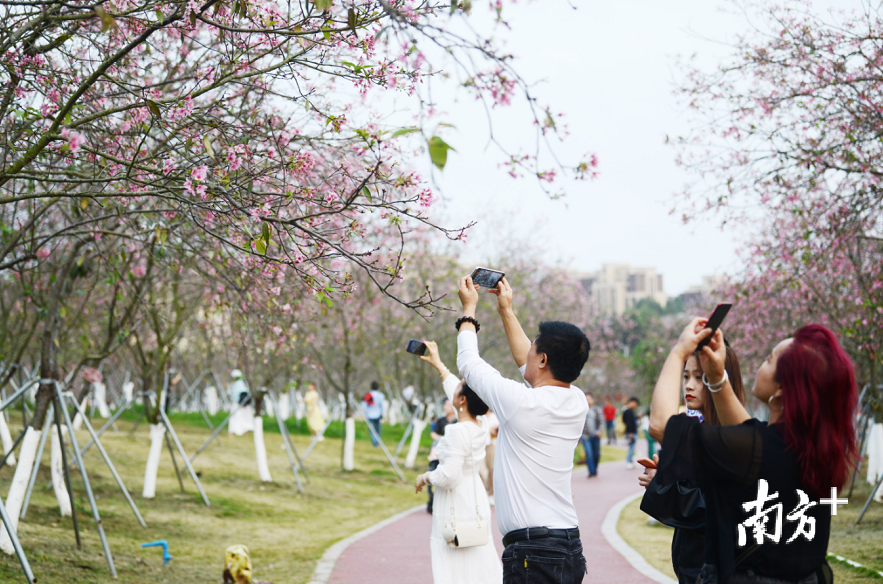 樱花绽放吸引游客定格下美景。