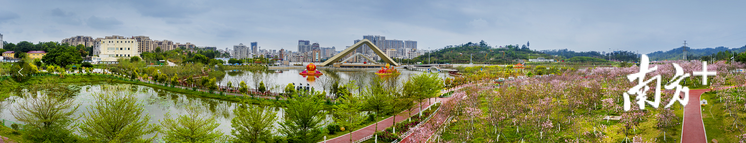 樱花盛开，公园半边粉红半边碧绿。