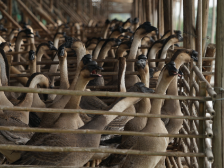三洲黑鹅：三洲有一鹅，味传百里外｜佛味鲜生⑥