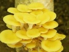 黄金菇：真“菌之花”，提鲜妙品｜佛味鲜生⑭