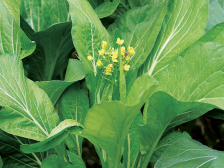 迟菜心：菜心盈翠冬日迟，天赐丰饶胜奇葩｜佛味鲜生⑪