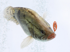 桂花鱼：鱼中上品，诗里流芳｜佛味鲜生⑧