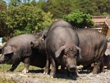 藏花土猪：混搭出鲜，佛山之味｜佛味鲜生⑮