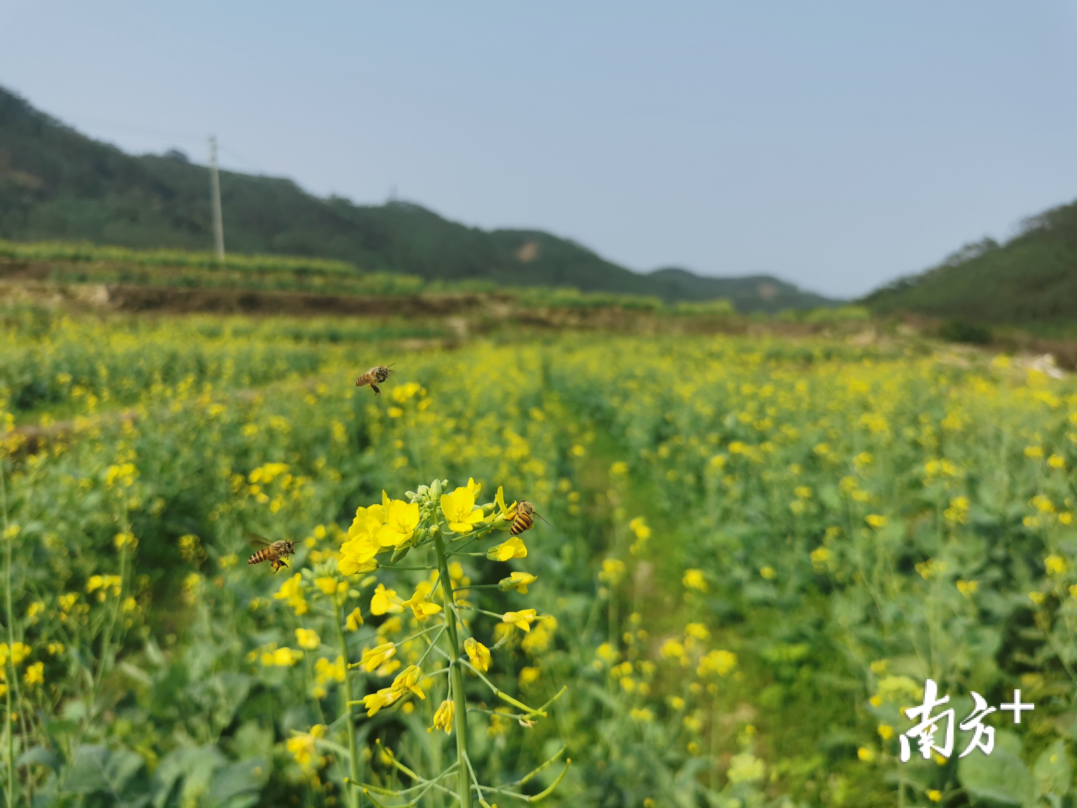 盛放的油菜花。盛正挺 摄
