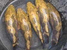 笋壳鱼：河鲜贵族，清蒸之王｜佛味鲜生⑩