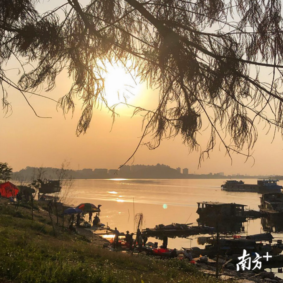 渔(姚杏儿) 渔(姚杏儿)