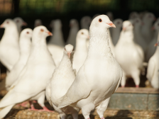 白鸽：一鸽胜九鸡，来历有滋味｜佛味鲜生⑬