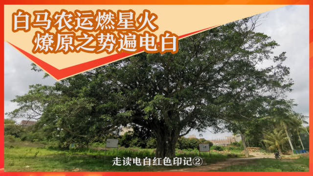 电白第一个乡级党组织、乡级农会缘何在这里先人一步?|走读电白红色印记