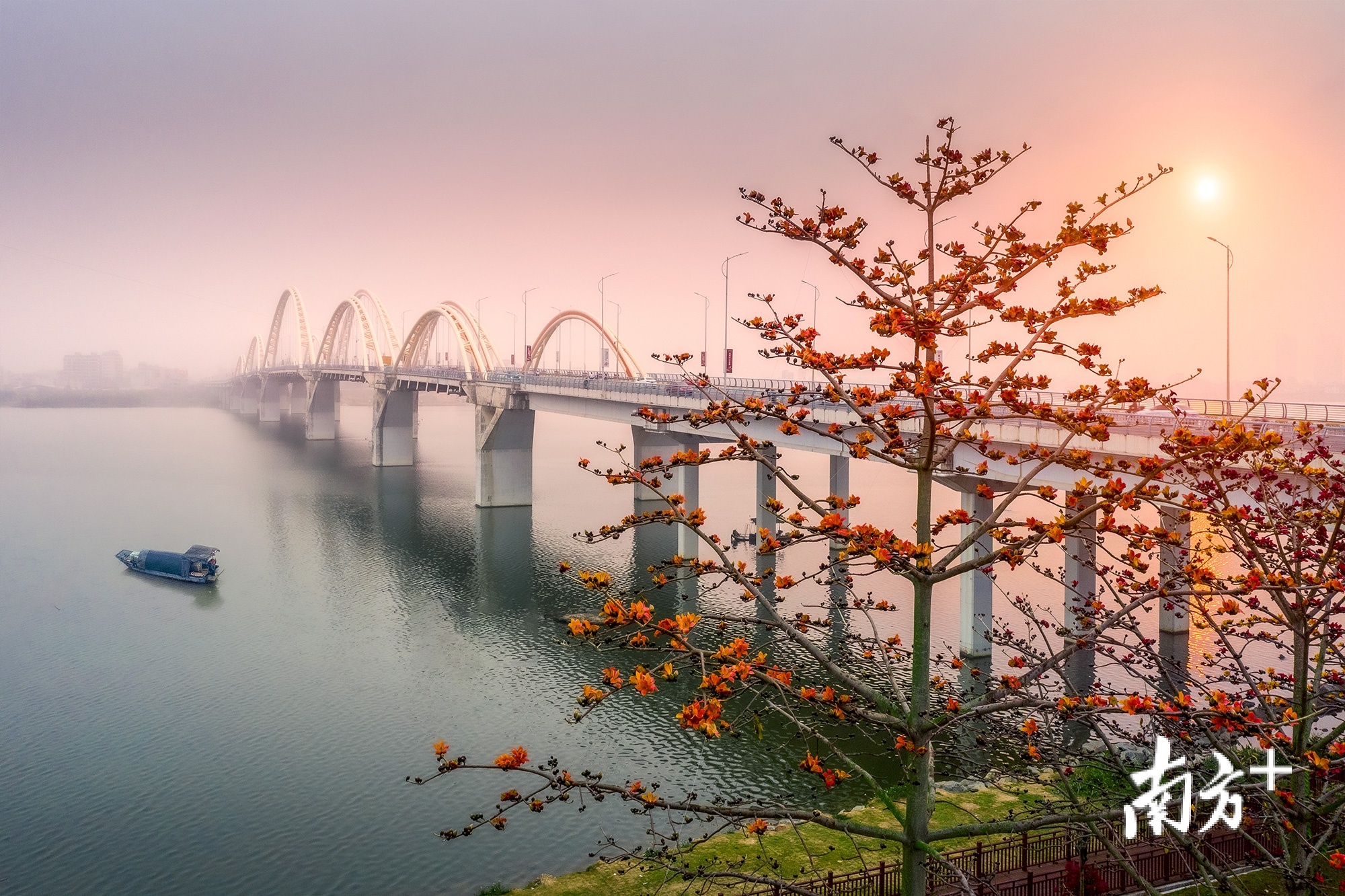 金山大桥旁，木棉烂漫盛开。林文强 摄