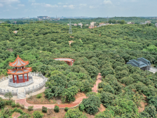 成花率超九成，最快4月中旬上市！电白荔枝有望再迎丰收“大年”