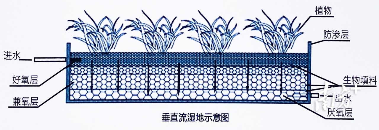 一江活水满城春！中国水周 ，带你探访松山湖生态园“城市绿肺”