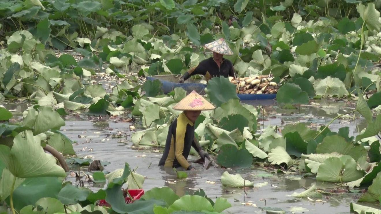 农户正在荷塘劳作。海丰融媒体中心供图 农户正在荷塘劳作。海丰融媒体中心供图