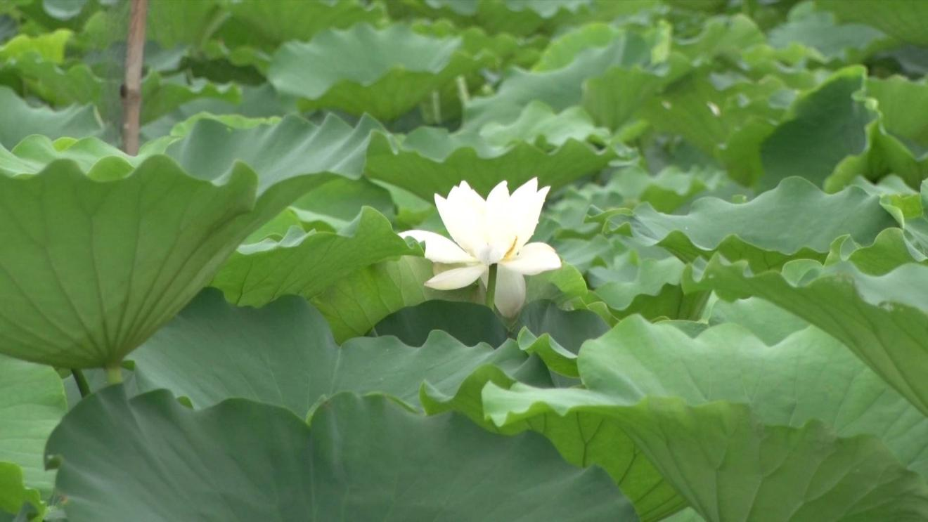 陶新村的荷塘美景。海丰融媒体中心供图 陶新村的荷塘美景。海丰融媒体中心供图