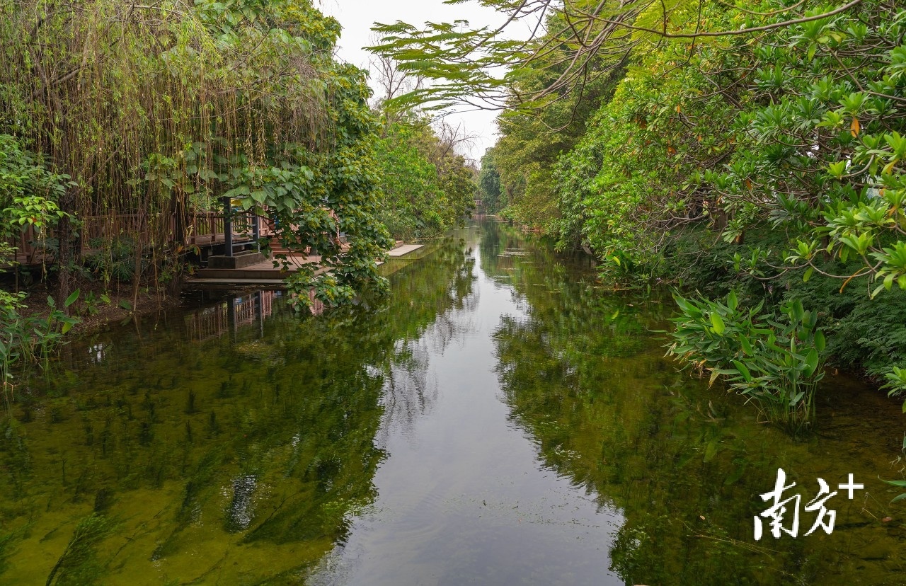一江活水满城春中国水周带你探访松山湖生态园城市绿肺
