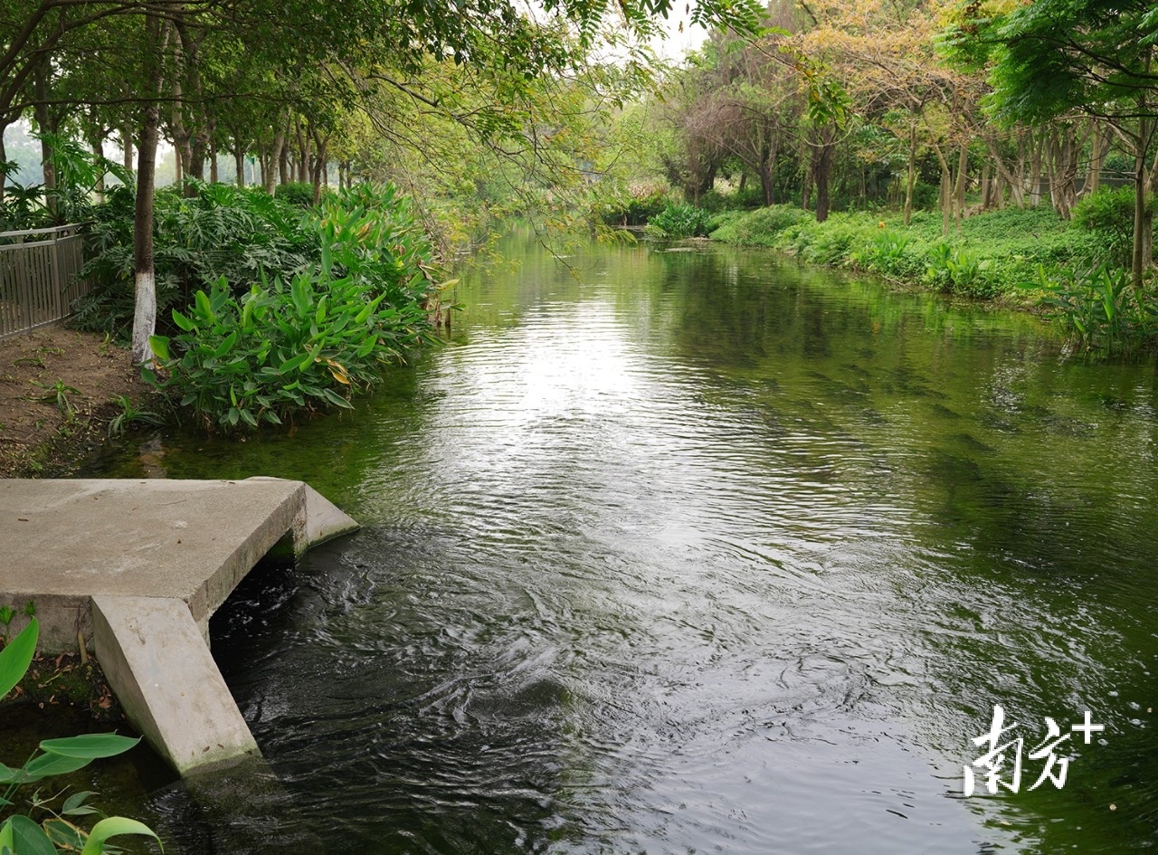 一江活水满城春中国水周带你探访松山湖生态园城市绿肺