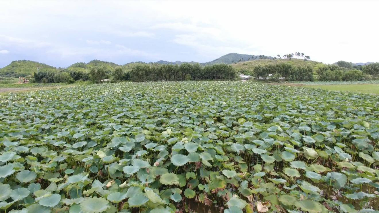 陶新村荷塘景色。海丰融媒体中心供图 陶新村荷塘景色。海丰融媒体中心供图