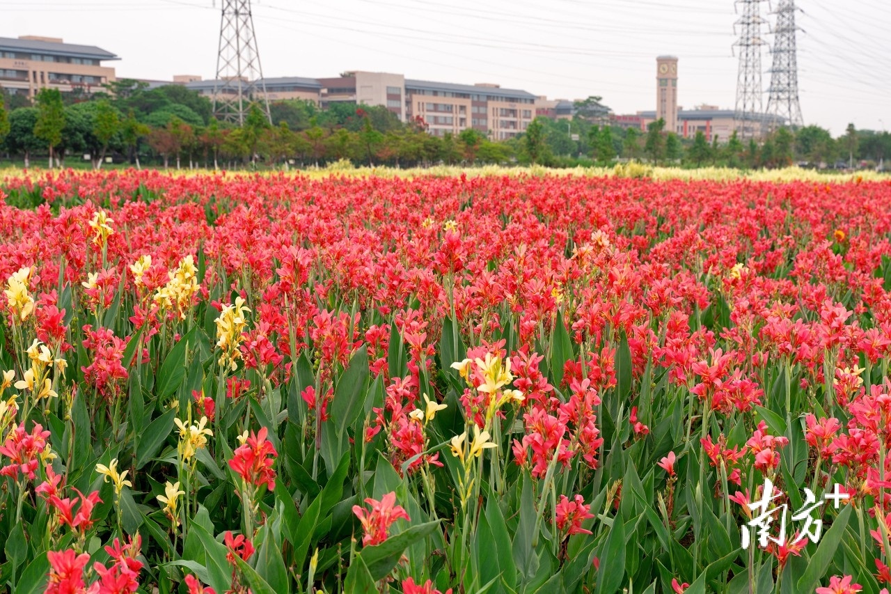 一江活水满城春！中国水周 ，带你探访松山湖生态园“城市绿肺”