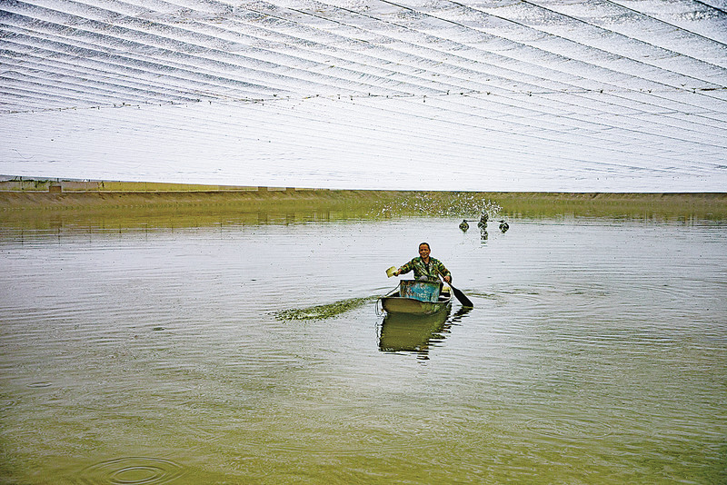 叶明添的父亲正在甲鱼苗过冬温棚内对水体进行消毒。 严炯明 摄