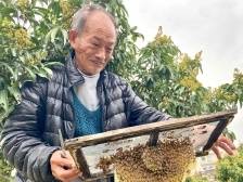 省报看高州｜做强荔枝产业，讲好甜蜜故事