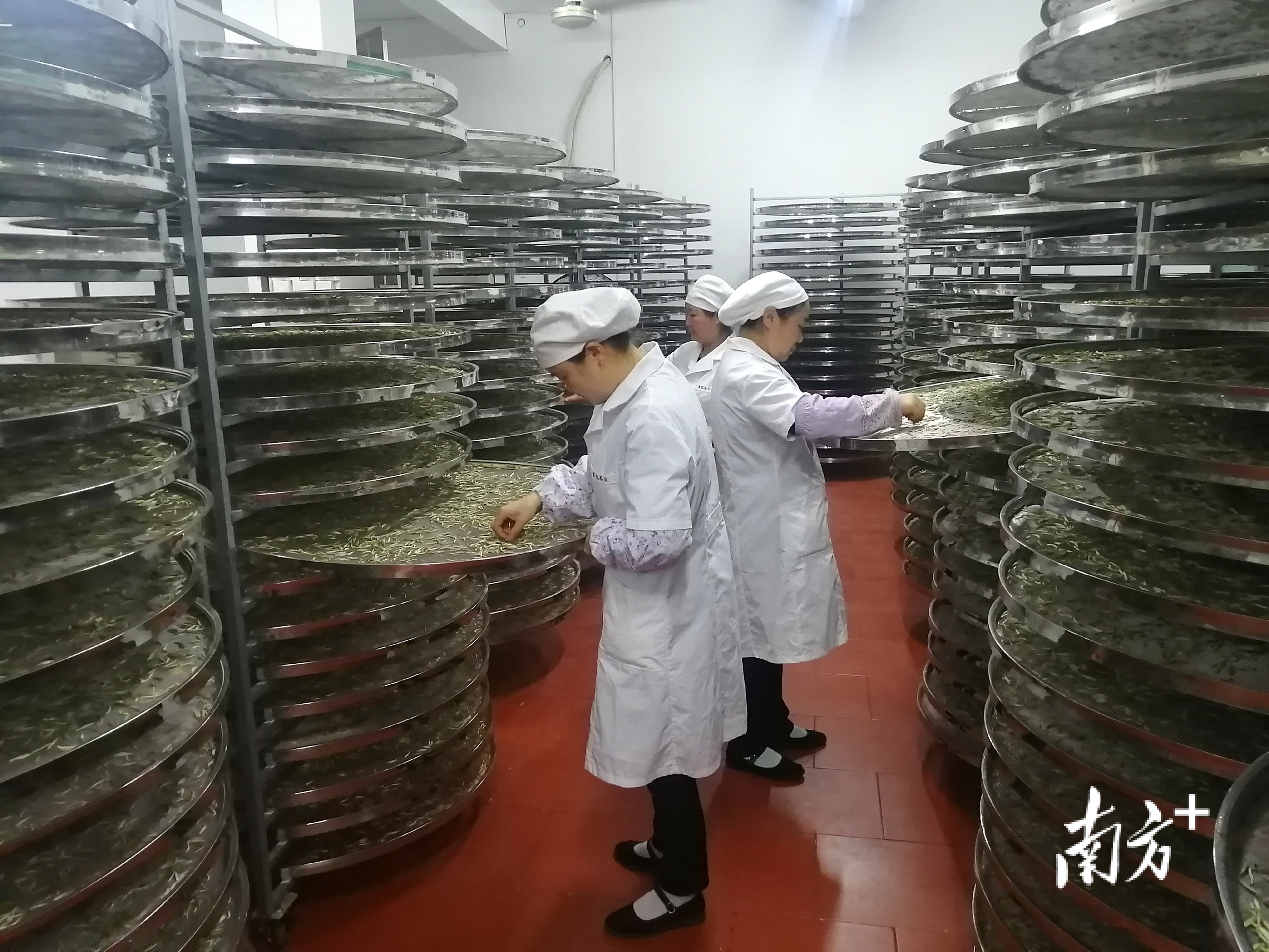 生产车间茶香四溢。谭宗志摄