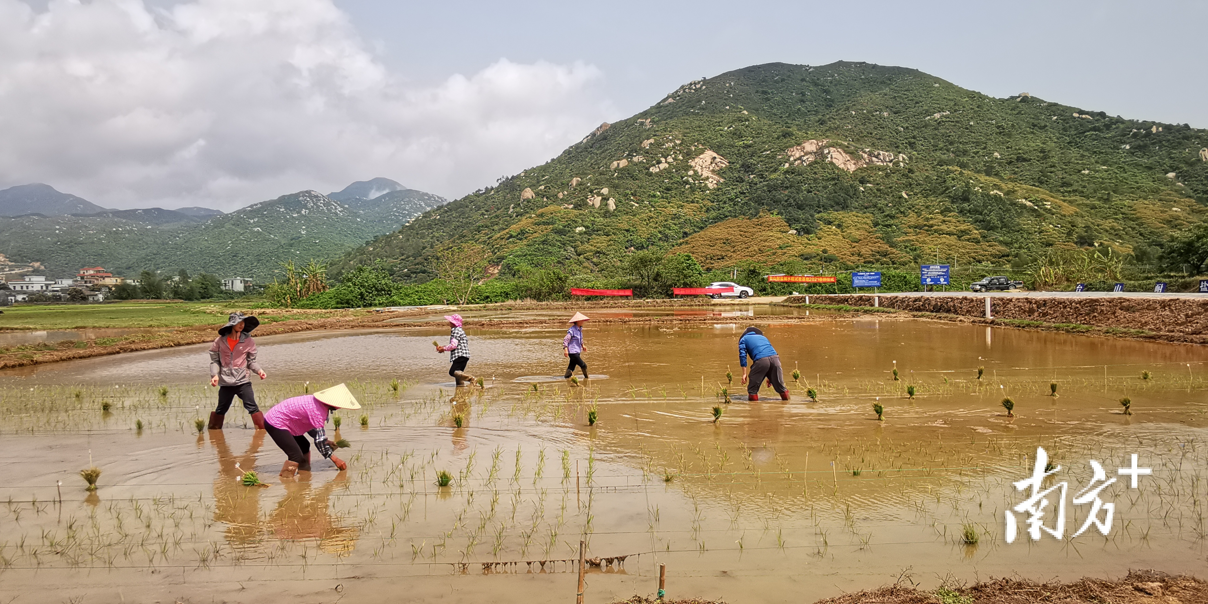 视频科研农事忙台山耐盐碱水稻基地完成春耕插秧