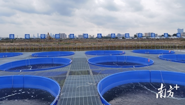 佛山市现代渔业科技园将重点开展良种良法、基塘农业保护等方面的研究,推广应用生态种养新模式、新技术和新品种。 佛山市现代渔业科技园将重点开展良种良法、基塘农业保护等方面的研究,推广应用生态种养新模式、新技术和新品种。