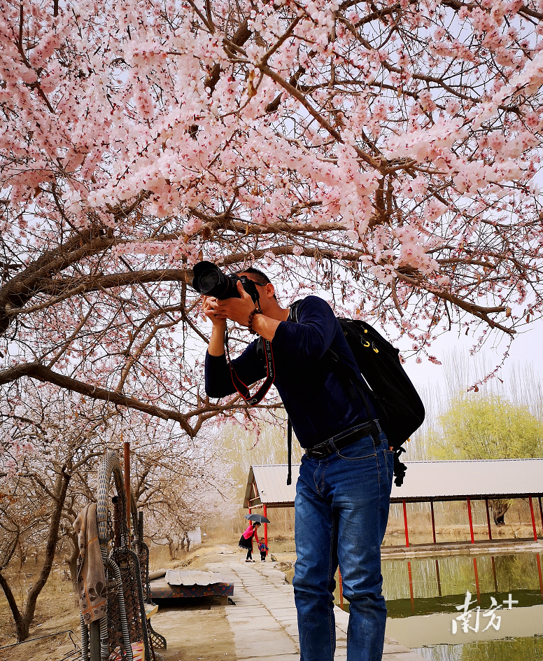 周末林美权在三师一中草湖校区附近拍杏花,何小茶 摄 周末林美权在三师一中草湖校区附近拍杏花,何小茶 摄