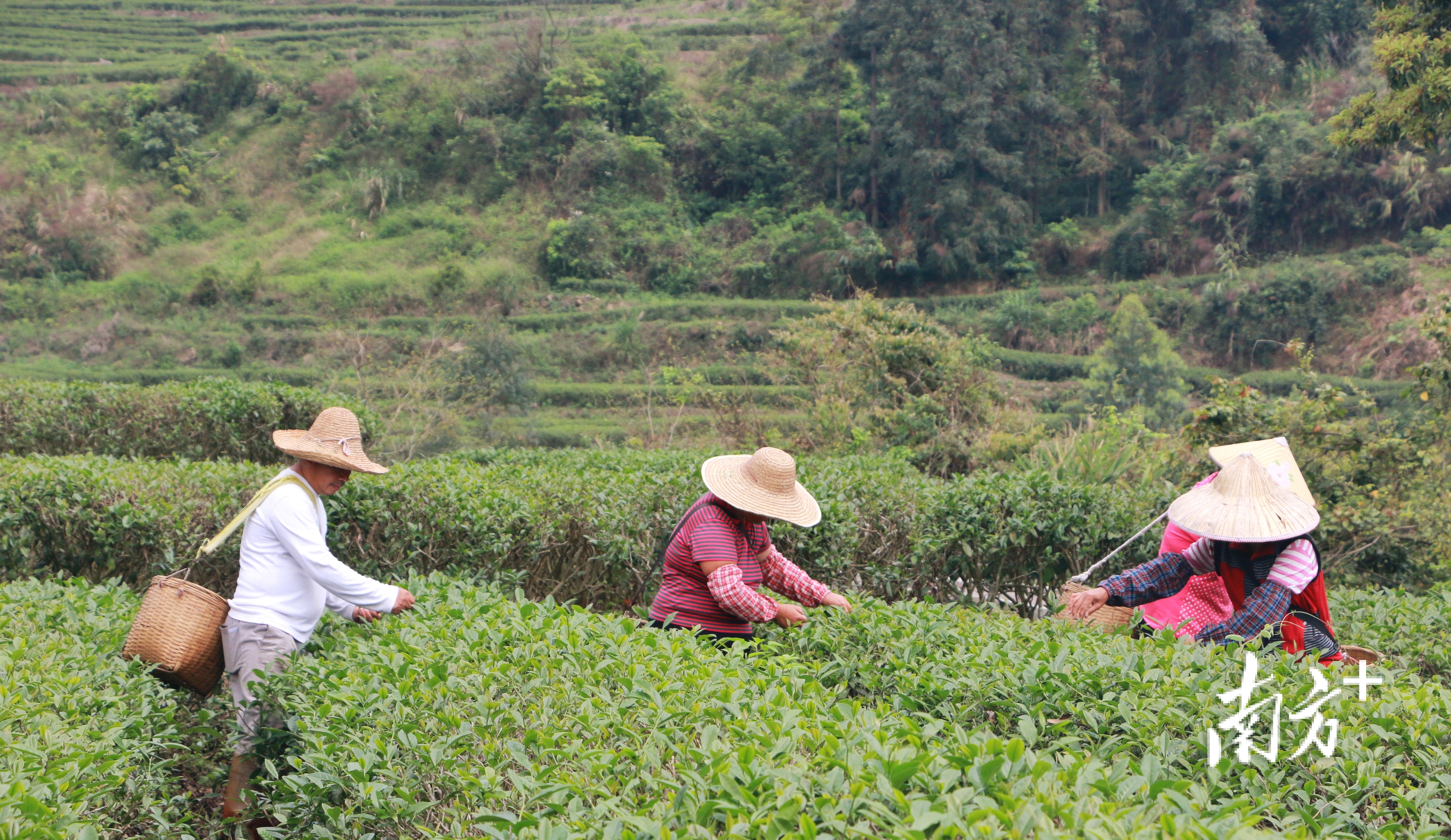 大沙镇茶叶专业镇将着力结合产业帮扶，带动茶农增收致富。黄烨倩 摄