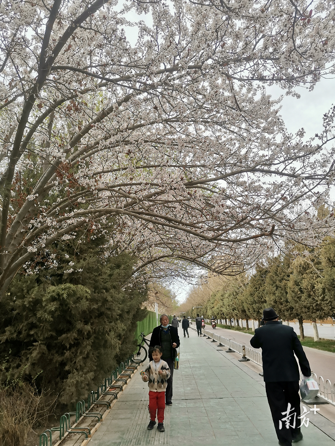 李花树下的喀什市区天南路。 李花树下的喀什市区天南路。