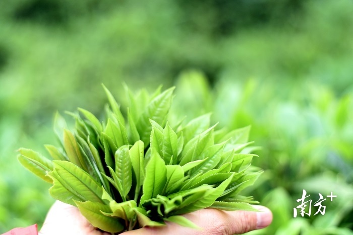 刚采摘下来的春茶芽叶肥厚、色泽翠绿。赖金艳/摄