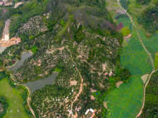 省报看电白|春风催万树，绿果俏枝头！走进电白特早熟荔枝种植一线