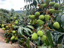 省报看电白|科技加持，荔枝稳产丰收！电白特早熟品种月中上市