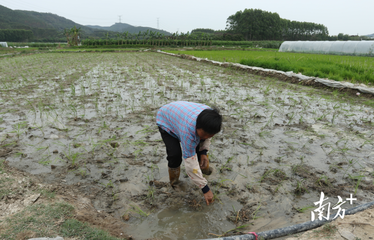饶平县新寮村林富凤家插完秧的水田因为缺水灌溉，秧苗东倒西歪，她需要不时将其扶正。