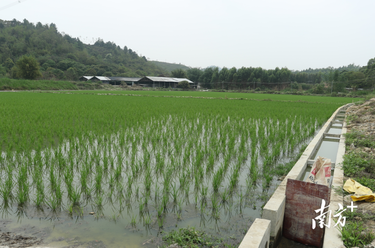 潮安区登塘镇长利陂引水灌区改造工程于去年全面竣工，惠及笔埔村及周边450亩农田。