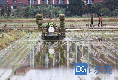 ▲机械化插秧