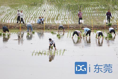 ▲4月9日，2021年东莞农业科技助力乡村振兴服务活动在茶山上元稻田公园举行。图为市民体验插秧