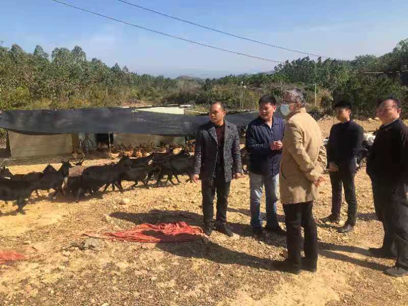 深圳市人民检察院领导到石艮村黑山羊养殖基地指导产业发展。受访者供图。