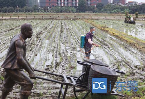 ▲上元稻田公园