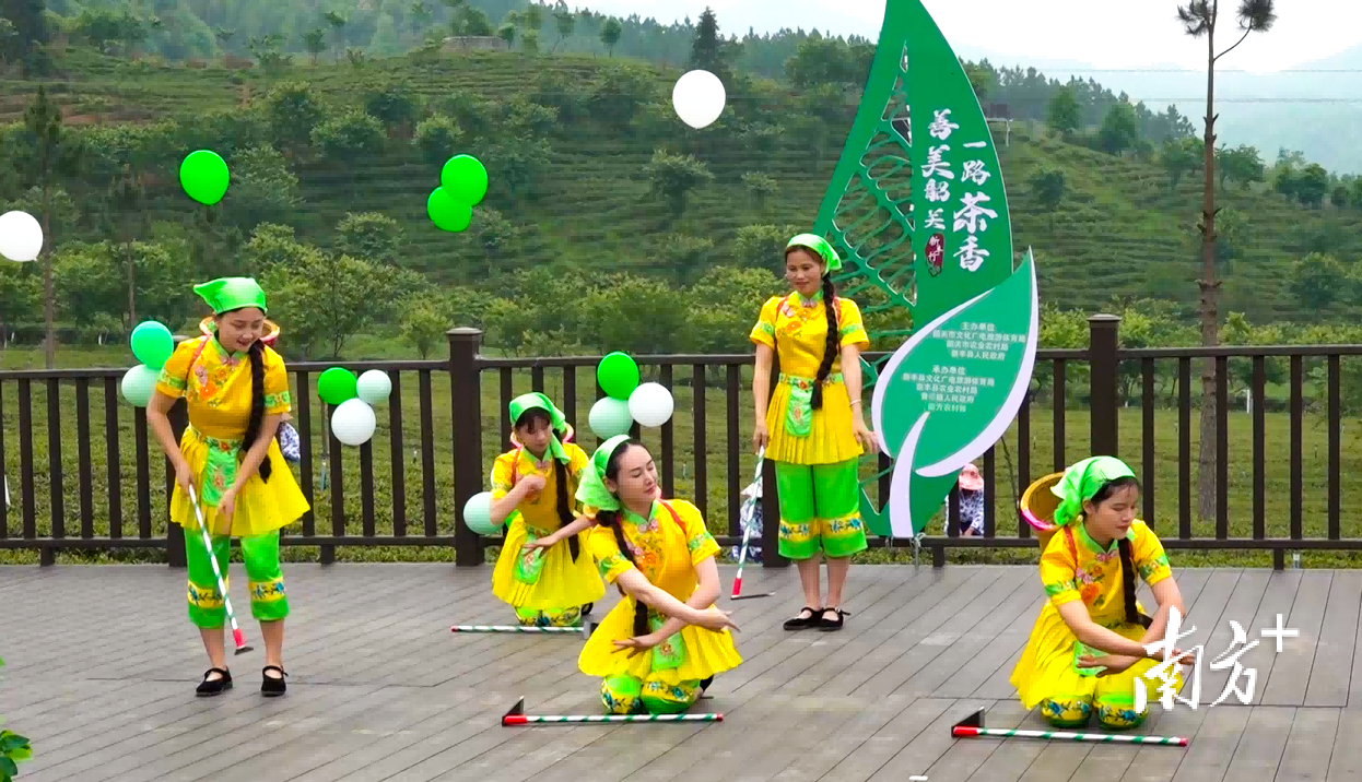 新丰高山茶开采啦！自驾游、赏美景、品茶香，还有直播共享