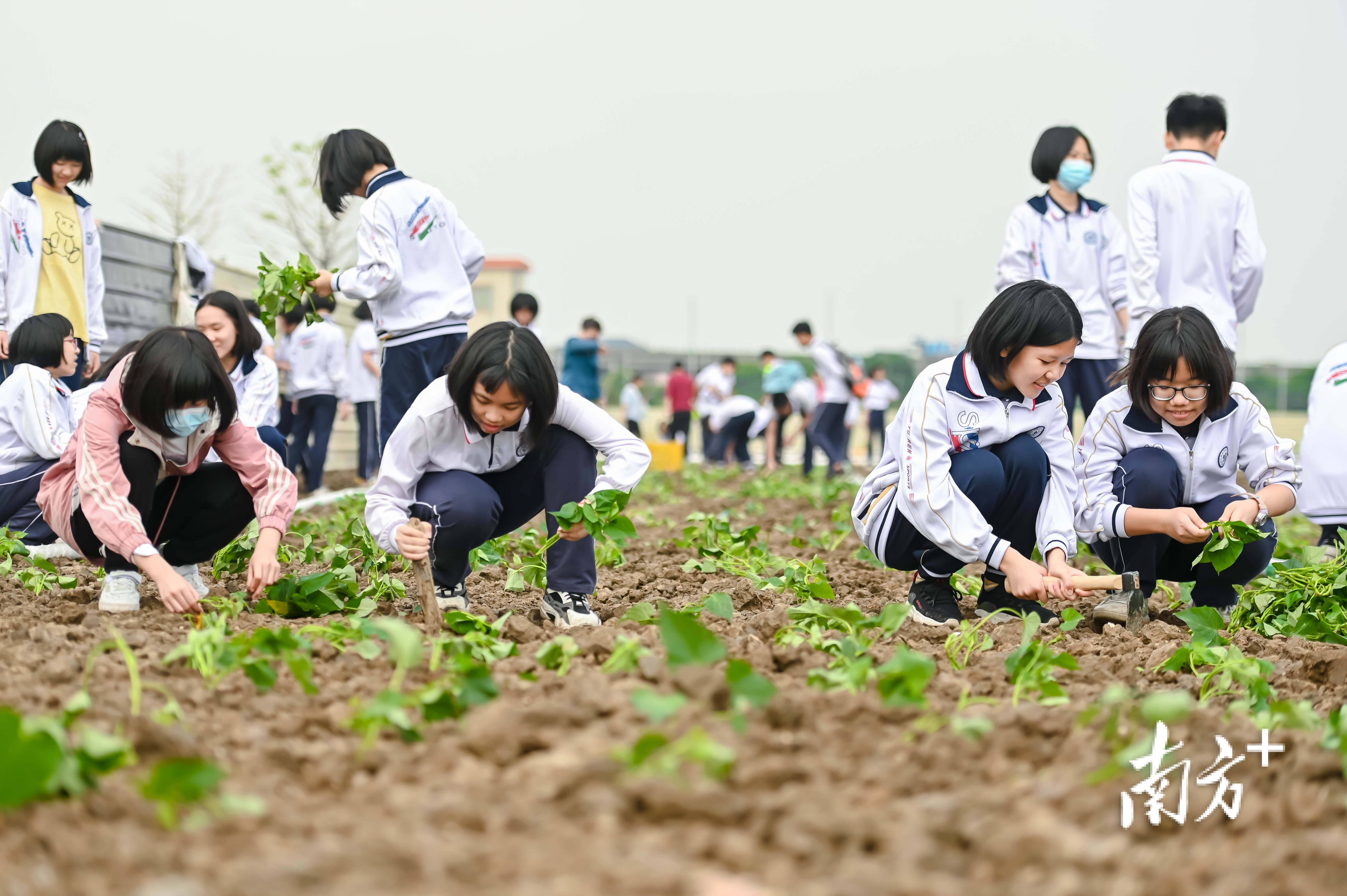 农耕风刮入校园中山多所中学设中草药粮食种植区