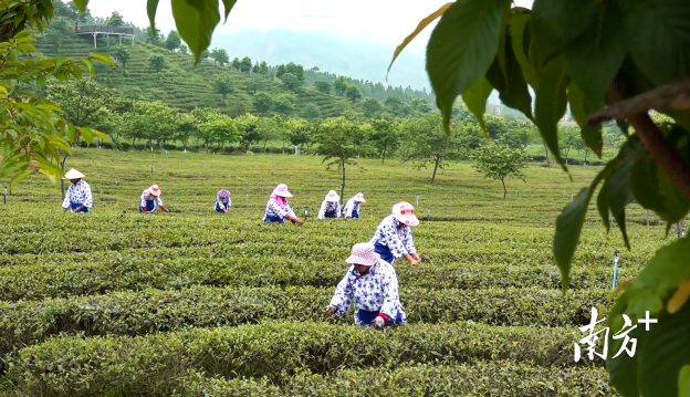 新丰高山茶开采啦！自驾游、赏美景、品茶香，还有直播共享