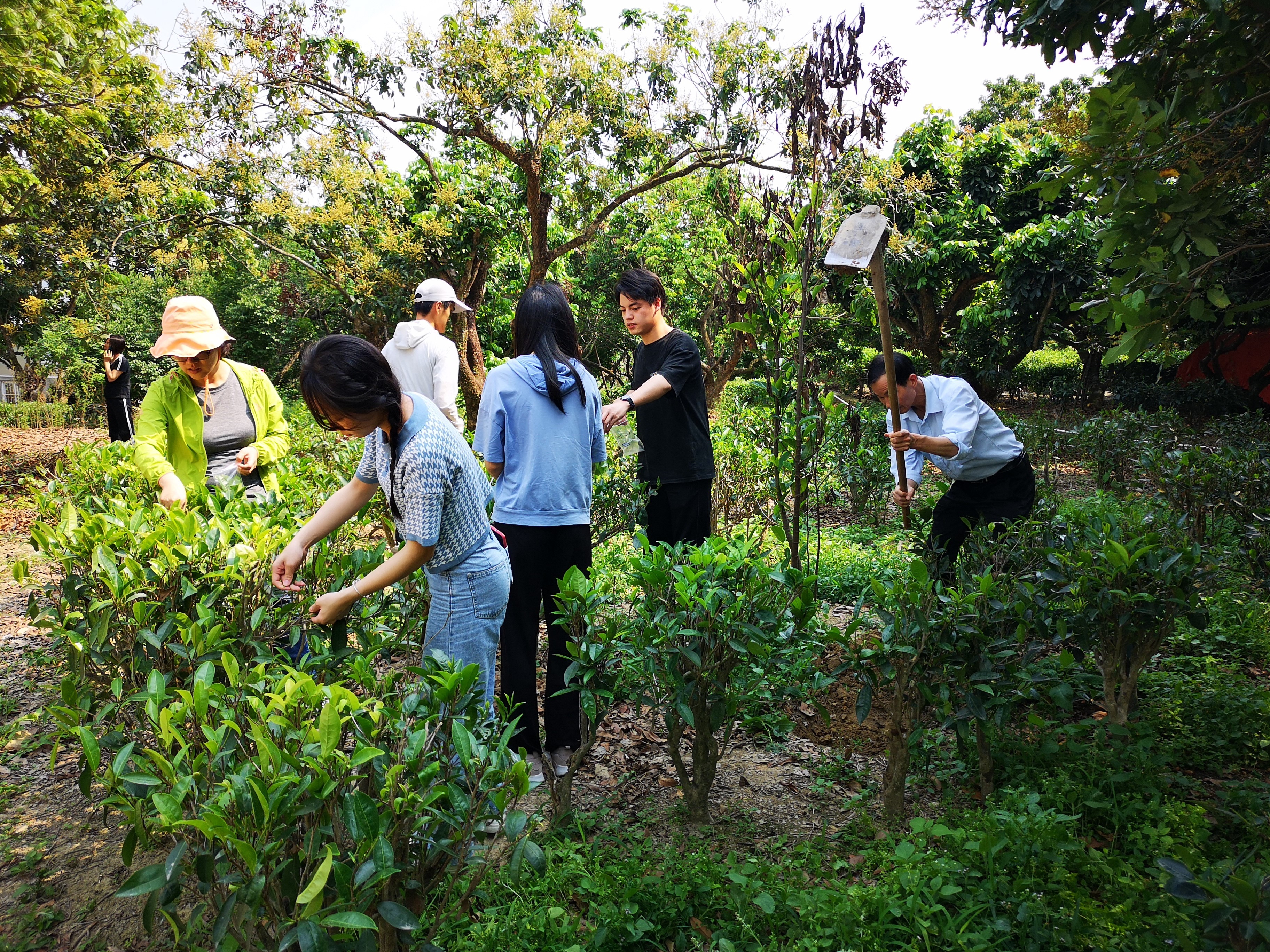 韩山师范学院专家团队在浮滨镇茶园采集茶叶和茶园土壤样品,为茶叶研究做前期工作。 韩山师范学院专家团队在浮滨镇茶园采集茶叶和茶园土壤样品,为茶叶研究做前期工作。