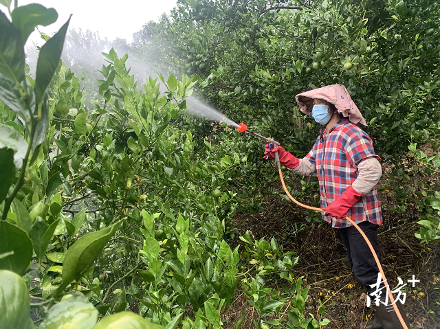 锦霞公司员工正对柑橘果树进行喷洒灌溉.