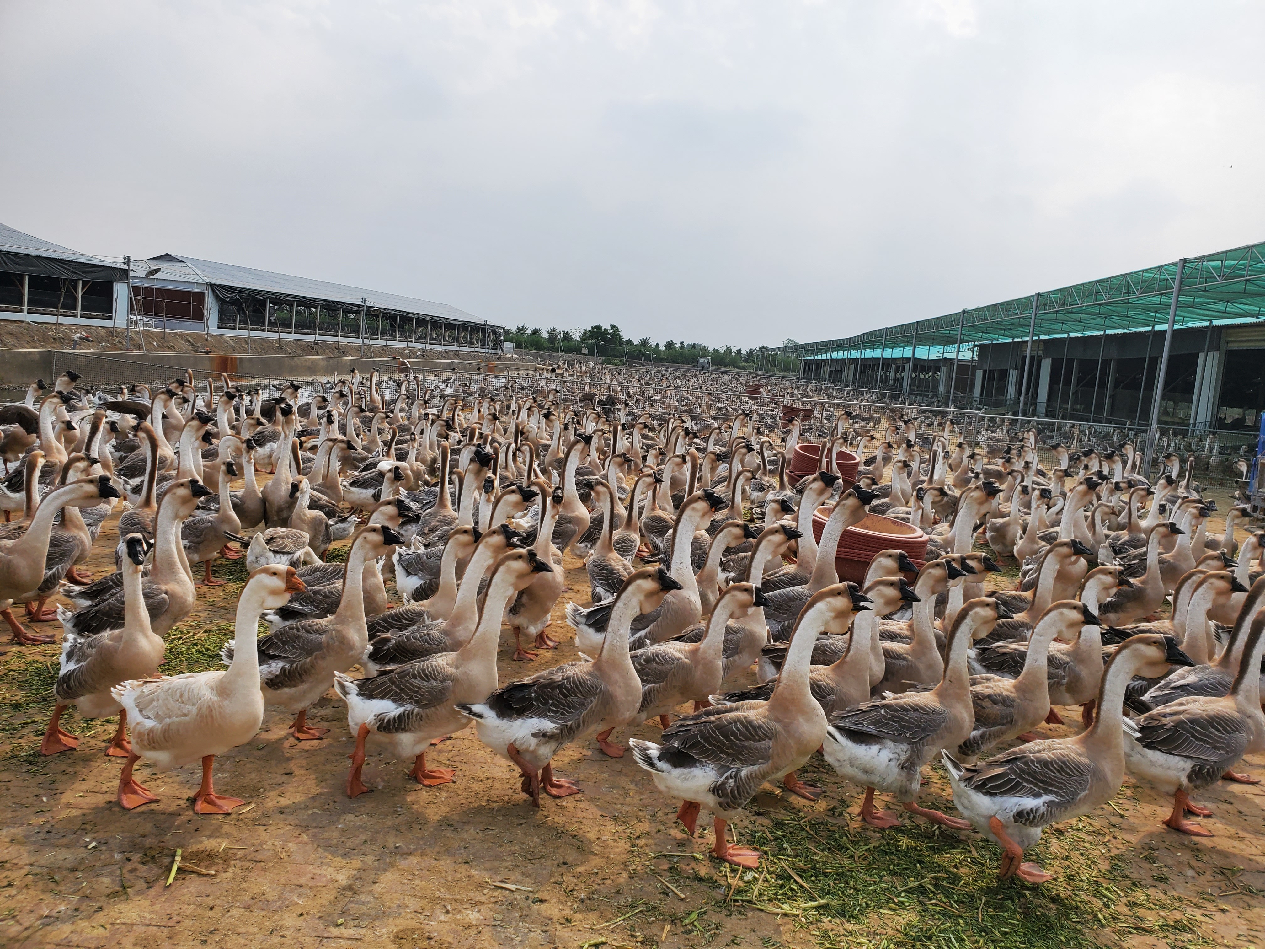 狮头鹅养殖基地。受访者供图