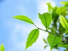 “来潮汕，呷杯茶” | 小康味道