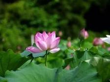 学党史丨周恩来为何给亲属制定了这“十条家规”？