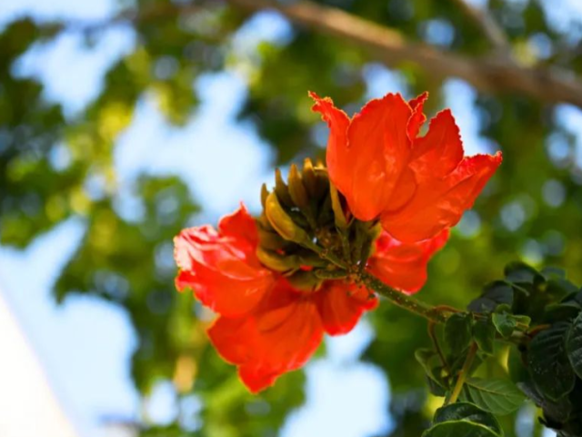 春暖花开,一起来欣赏东莞石碣“花海”美景!
