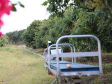 茂名荔枝步入“智慧种植”时代，都有哪些秘密武器？|“520我爱荔”深调研